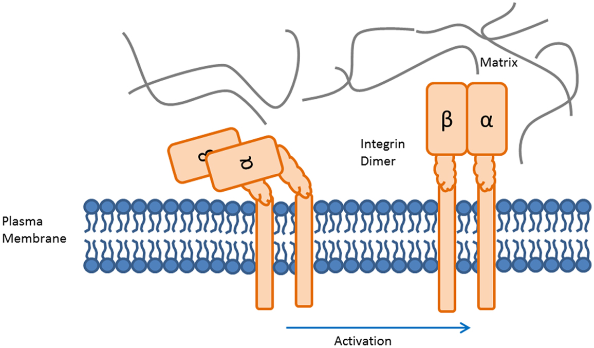 Integrin activation pma